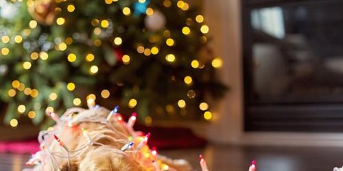 Dog with Christmas lights and tree